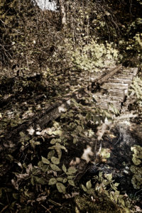 Track, plants, threshold, wild, foliage, digitally edited, RailArt Track, plants, threshold, wild, foliage, digitally edited, RailArt