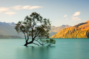 Willow in Lake Wanaka, Mount Aspiring National Park, UNESCO World Heritage Site, Otago, South Island, New Zealand, Oceania Willow in Lake Wanaka, Mount Aspiring National Park, UNESCO World Heritage Site, Otago, South Island, New Zealand, Oceania