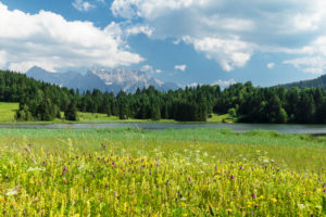 Wildblumenwiese am Geroldsee mit Blick zum Karwendelgebirge, Oberbayern, Bayern, Deutschland Wildblumenwiese am Geroldsee mit Blick zum Karwendelgebirge, Oberbayern, Bayern, Deutschland
