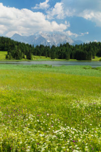 Blumenwiesen am Geroldsee gegen Karwendelgebirge, Oberbayern, Bayern, Deutschland Blumenwiesen am Geroldsee gegen Karwendelgebirge, Oberbayern, Bayern, Deutschland