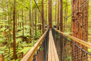 Redwood Treewalk, Baumwipfelpfad, Rotorua, Bay of Plenty, Nordinsel, Neuseeland, Ozeanien Redwood Treewalk, Baumwipfelpfad, Rotorua, Bay of Plenty, Nordinsel, Neuseeland, Ozeanien