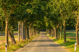 Tree-lined avenue near Binz, island of Rügen, Mecklenburg-Western Pomerania, Germany