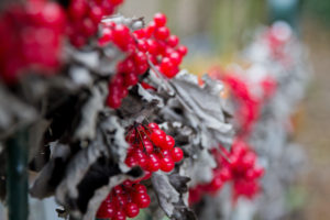 Red berries in autumn Red berries in autumn