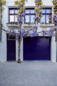 Belgien, Westflandern, Brügge, mittelalterliche Stadtidylle mit Blauregen 'Wisteria sinensis rolific' an Fassade, Belgien, Westflandern, Brügge, mittelalterliche Stadtidylle mit Blauregen 'Wisteria sinensis rolific' an Fassade,
