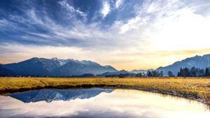 Single delight in winter, Murnauer Moor, Werdenfelser Land, district Garmisch-Partenkirchen, Bavaria, Germany Single delight in winter, Murnauer Moor, Werdenfelser Land, district Garmisch-Partenkirchen, Bavaria, Germany