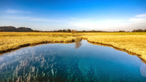 Single delight in autumn, Murnauer Moor, Werdenfelser Land, district Garmisch-Partenkirchen, Bavaria, Germany Single delight in autumn, Murnauer Moor, Werdenfelser Land, district Garmisch-Partenkirchen, Bavaria, Germany