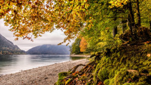 Autumn forest at the Walchensee, district Bad Tölz, Upper Bavaria, Bavaria, Germany Autumn forest at the Walchensee, district Bad Tölz, Upper Bavaria, Bavaria, Germany