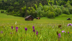 Wild flower meadow at the Geroldsee, near Krün, Werdenfelser Land, Upper Bavaria, Bavaria, Germany Wild flower meadow at the Geroldsee, near Krün, Werdenfelser Land, Upper Bavaria, Bavaria, Germany