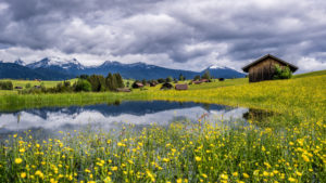 Wild flower meadow at the Geroldsee, near Krün, Werdenfelser Land, Upper Bavaria, Bavaria, Germany Wild flower meadow at the Geroldsee, near Krün, Werdenfelser Land, Upper Bavaria, Bavaria, Germany