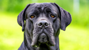 Dog, black, portrait, Dog, black, portrait,