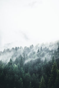 Italy, the Dolomites, Trentino, Vigo di Fassa, cloud-overcast wood Italy, the Dolomites, Trentino, Vigo di Fassa, cloud-overcast wood