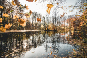 Germany, Saxony, Chemnitz, lake, trees, autumn Germany, Saxony, Chemnitz, lake, trees, autumn