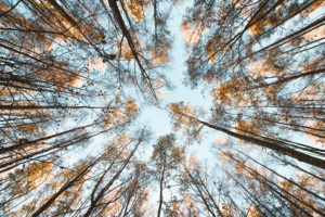 Germany, Saxony, wood near Chemnitz in autumn, trees from below Germany, Saxony, wood near Chemnitz in autumn, trees from below
