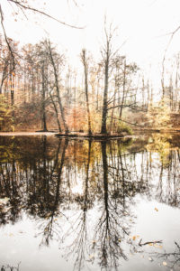 Germany, Saxony, Chemnitz, lake, trees, autumn Germany, Saxony, Chemnitz, lake, trees, autumn