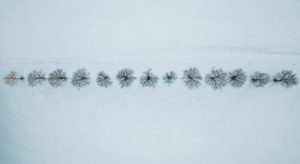 Germany, Saxony, tree row Germany, Saxony, tree row