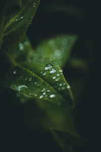 Azores, Faial, details, water drops Azores, Faial, details, water drops
