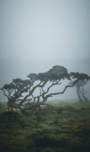 Azores, Pico, trees in the fog Azores, Pico, trees in the fog