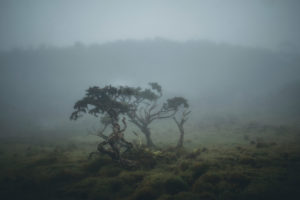 Azores, Pico, trees in the fog Azores, Pico, trees in the fog