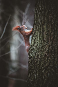 Germany, Saxony, Chemnitz, squirrel Germany, Saxony, Chemnitz, squirrel