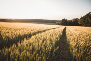 Germany, Saxony, Dittersdorf, wheat field, sunset Germany, Saxony, Dittersdorf, wheat field, sunset