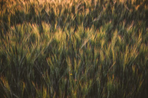 Germany, Saxony, Dittersdorf, wheat field Germany, Saxony, Dittersdorf, wheat field