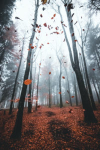 Germany, Saxony, Ore Mountains, forest, fog, autumn Germany, Saxony, Ore Mountains, forest, fog, autumn