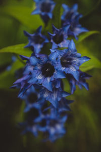 Italy, South Tyrol, wildflower, gentian Italy, South Tyrol, wildflower, gentian