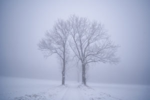 Germany, Saxony, Ore Mountains, road and trees in winter Germany, Saxony, Ore Mountains, road and trees in winter