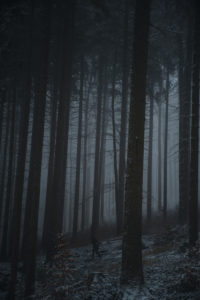 Germany, Saxony, Ore Mountains, winter forest Germany, Saxony, Ore Mountains, winter forest