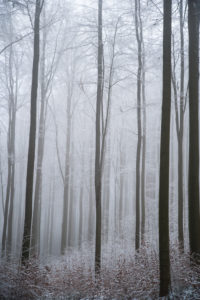 Germany, Saxony, Ore Mountains, winter forest Germany, Saxony, Ore Mountains, winter forest