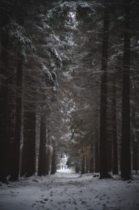 Germany, Saxony, Ore Mountains, Dittersdorfer Höhe Germany, Saxony, Ore Mountains, Dittersdorfer Höhe