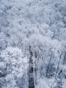 Germany, Saxony, winter forest near Chemnitz Germany, Saxony, winter forest near Chemnitz