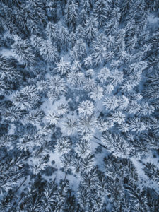 Germany, Saxony, Ore Mountains, winter forest Germany, Saxony, Ore Mountains, winter forest