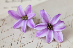 Two individual hyacinth flowers, close-up, still life Two individual hyacinth flowers, close-up, still life
