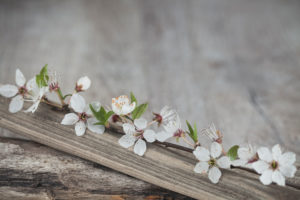 Plum blossoms on wooden board, close-up, still life Plum blossoms on wooden board, close-up, still life