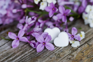 Lilac flowers with heart pendant, close-up, still life Lilac flowers with heart pendant, close-up, still life