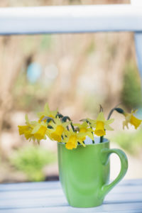 Bouquet of daffodils in vase, narcissus, close-up, still life Bouquet of daffodils in vase, narcissus, close-up, still life