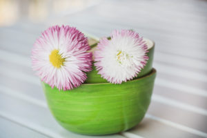 Daisy with double flowers in bowl, Bellis perennis, close up, still life Daisy with double flowers in bowl, Bellis perennis, close up, still life