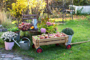 autumnal country house garden with small wooden cart full of apples autumnal country house garden with small wooden cart full of apples