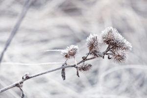Delicate plants with hoarfrost on cold winter day Delicate plants with hoarfrost on cold winter day