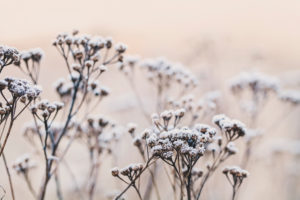 delicate winterly plants with hoarfrost in a soft pastel morning light delicate winterly plants with hoarfrost in a soft pastel morning light