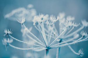 Delicate plants with hoarfrost in cold blue winter light Delicate plants with hoarfrost in cold blue winter light