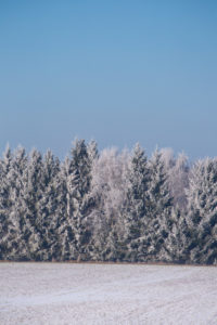 Snow-covered conifers on a cold winter's day in rural north Germany with snow covered trees and clear blue sky Snow-covered conifers on a cold winter's day in rural north Germany with snow covered trees and clear blue sky