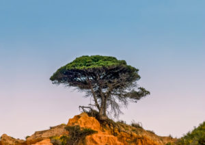 Single pine tree on the Portuguese Algarve coast in warm evening light Single pine tree on the Portuguese Algarve coast in warm evening light