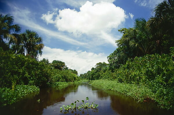 Bildagentur Mauritius Images Sudamerika Venezuela Orinoco Delta Mangrovenwald Republica De Venezuela Natur Wildnis Wasser Fluss Flussmundung Delta Orinoco Orinoko Vegetation Mangroven Wasserhyazinthen Wolkenhimmel Still Unberuhrt