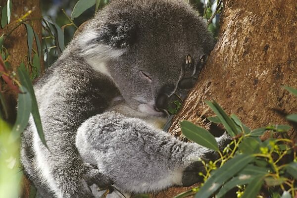 Koala Bear - Cornish Gallery - Digital Art, Animals, Birds, & Fish