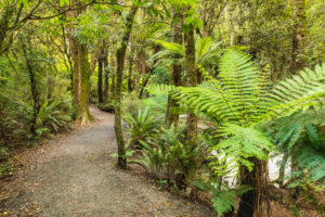 Parakaunui Falls Walk, Tropical Rainforest, The Catlins, Otago, South Island, New Zealand, Oceania Parakaunui Falls Walk, Tropical Rainforest, The Catlins, Otago, South Island, New Zealand, Oceania