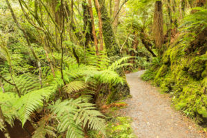 McLean Falls Walk, The Catlins, Otago, South Island, New Zealand, Oceania McLean Falls Walk, The Catlins, Otago, South Island, New Zealand, Oceania