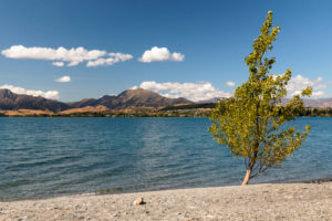 Tree on the shore of Lake Wanaka, Otago, South Island, New Zealand, Oceania Tree on the shore of Lake Wanaka, Otago, South Island, New Zealand, Oceania