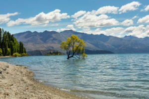 Willow in Lake Wanaka, Mount Aspiring National Park, UNESCO World Heritage Site, Otago, South Island, New Zealand, Oceania Willow in Lake Wanaka, Mount Aspiring National Park, UNESCO World Heritage Site, Otago, South Island, New Zealand, Oceania